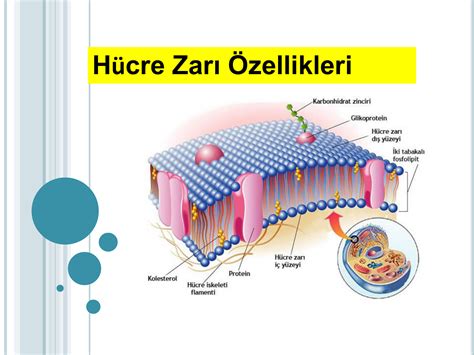 hücre zarının akıcı olmasını sağlayan mekanizma verilenlerden hangisidir